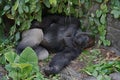 Gorilla taking an afternoon nap at the zoo