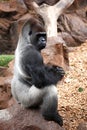 Gorilla in Tenerife Loro zoo park Royalty Free Stock Photo