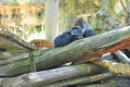 Gorilla thinker - silver back male Royalty Free Stock Photo