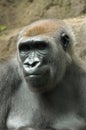 Gorilla Thinking Royalty Free Stock Photo