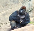Gorilla thinking Royalty Free Stock Photo