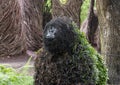 Gorilla topiary on display at the Fort Worth Botanic Garden, Texas.