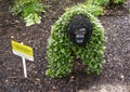 Gorilla topiary on display at the Fort Worth Botanic Garden, Texas.