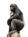 Gorilla on tree trunk, isolated Royalty Free Stock Photo