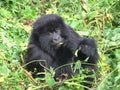 Gorilla Trek Royalty Free Stock Photo