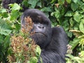 Gorilla Trek Royalty Free Stock Photo