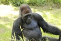 Gorilla (Troglodytes gorilla), the herbivorous apes that inhabit the forests of central Sub-Saharan Africa Royalty Free Stock Photo