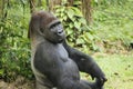 Gorilla (Troglodytes gorilla) sitting on the ground. Gorilla is herbivorous apes that inhabit the forests Royalty Free Stock Photo