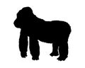 Gorilla vector illustration black silhouette Royalty Free Stock Photo