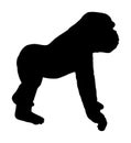 Gorilla vector silhouette isolated on white background. Big monkey symbol. Wild life from Africa. Family of primates. Male Gorilla