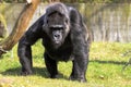 Gorilla walking on the green grass field and looking into the camera. Large adult gorilla staring