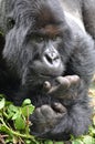 Gorilla Thinking