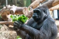 Gorilla eating salad Royalty Free Stock Photo