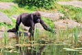 Gorilla water shore