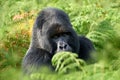 Gorilla - wildlife close-up portrait . Mountain gorilla, Mgahinga National Park in Uganda. Detail head, beautiful eyes, fern