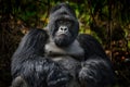 Gorilla - wildlife close-up portrait of Mountain gorilla, Mgahinga National Park in Uganda. Detail head portrait with beautiful