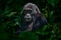 Gorilla - wildlife close-up portrait . Mountain gorilla, Mgahinga National Park in Uganda. Detail head portrait with beautiful