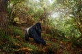 Gorilla - wildlife close-up portrait . Mountain gorilla, Mgahinga National Park in Uganda. Detail head portrait with beautiful