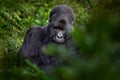 Gorilla - wildlife close-up portrait . Mountain gorilla, Mgahinga National Park in Uganda. Detail head portrait with beautiful