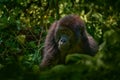 Gorilla - wildlife close-up portrait . Mountain gorilla, Mgahinga National Park in Uganda. Detail head portrait with beautiful