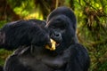 Gorilla - wildlife forest portrait. Congo mountain gorilla with food. Detail head primate portrait with beautiful eyes. Wildlife