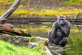 A gorilla woman plays with water