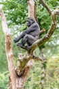 Gorilla woman sits high in the tree and is looking