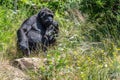 Gorilla woman sits and looks over the valley