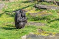 Gorilla woman is waiting for her to eat