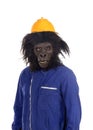 Gorilla with worker clothes and yellow helmet Royalty Free Stock Photo