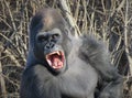 Gorilla Yawning Like King Kong!