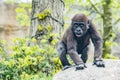 Gorilla young in zoo