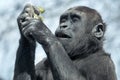 Gorilla youngster Royalty Free Stock Photo