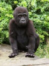 Gorilla youngster Royalty Free Stock Photo
