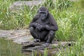 Gorilla youngster sitting by water