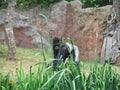 a gorilla in the zoo