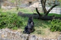 Sad gorilla at the zoo Royalty Free Stock Photo