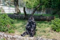 Sad gorilla at the zoo Royalty Free Stock Photo