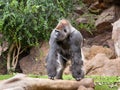 Gorilla in the zoo Loro Park