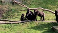 Gorillas are begging for food