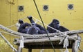 Gorillas in captivity