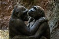 Gorillas cute couple hugging close up portrait Royalty Free Stock Photo