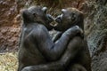 Gorillas cute couple in love hugging close up Royalty Free Stock Photo