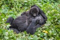 Gorillas family in Congo rainforest Royalty Free Stock Photo