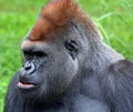 Gorillas