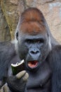 Gorillas are ground-dwelling, predominantly herbivorous apes