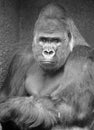 Gorillas are ground-dwelling, predominantly herbivorous apes