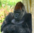 Gorillas are ground-dwelling, predominantly herbivorous apes Royalty Free Stock Photo