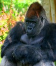 Gorillas are ground-dwelling, predominantly herbivorous apes Royalty Free Stock Photo