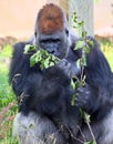 Gorillas are ground-dwelling, predominantly herbivorous apes Royalty Free Stock Photo